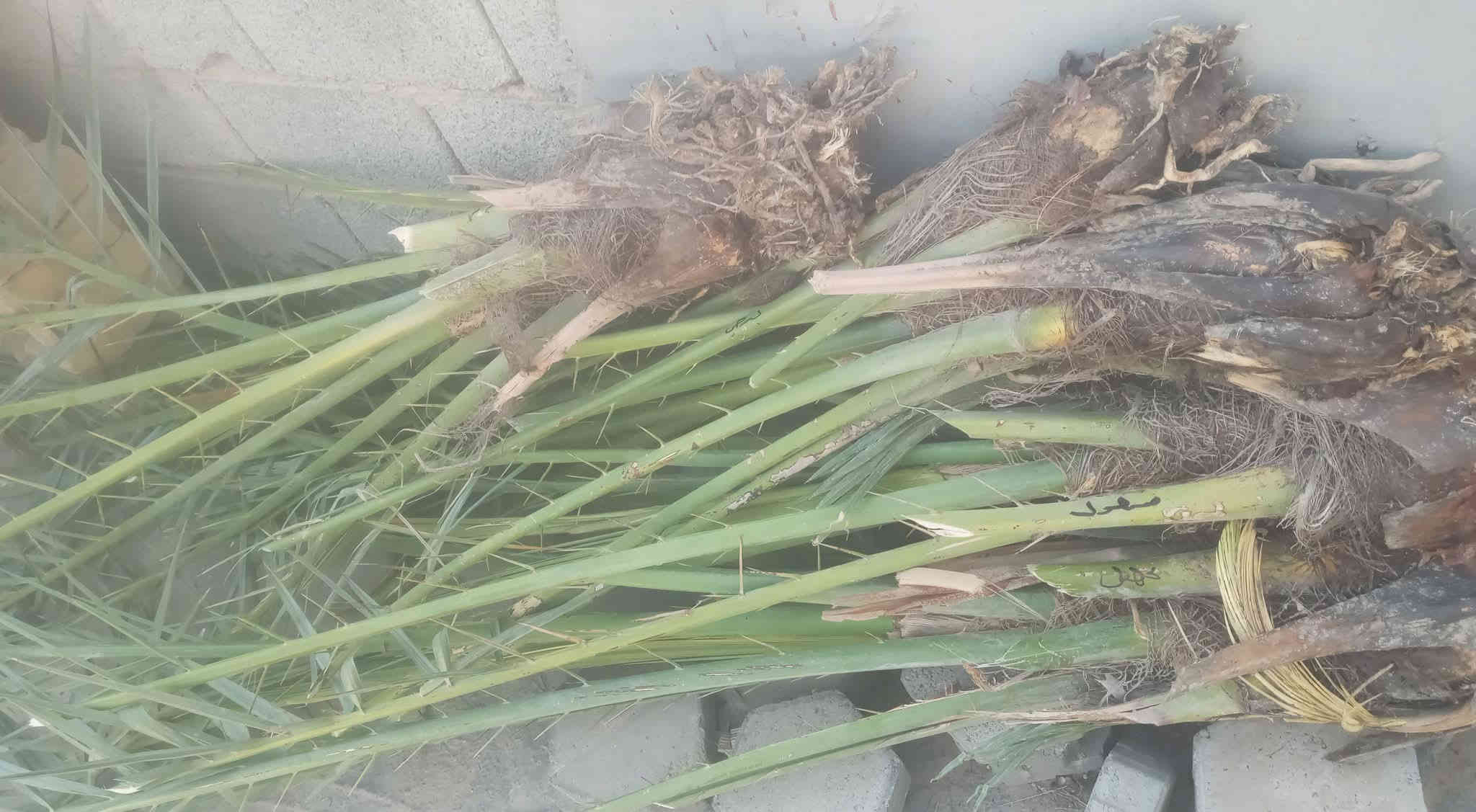 توجد انواع فسائل النخيل وباسعار مناسبة جدا
برحي مكتوم مجهول قرنفلي 

عجوه المدينة طه افندي 

اخت الفحل عوينه ايوب 

شويثي احمر واصفر 

بريم بربن ديري كنطار 

مكاوي خضراوي سلطاني 

جوزي قزمي حمراوي حمره الجبل 

ليلوي بلكه مكاوي خضراوي 

زاملي ابراهيمي اخلاص 

عنبره مشمشي بدعه 

مكاني كوت ***********
