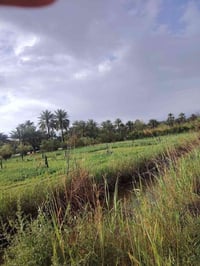 جومسه الغربية • دونم • طابو سند ٢٥