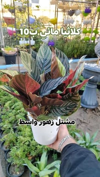 نباتات مائية • مشتل زهور واسط • توصيل داخل الكوت