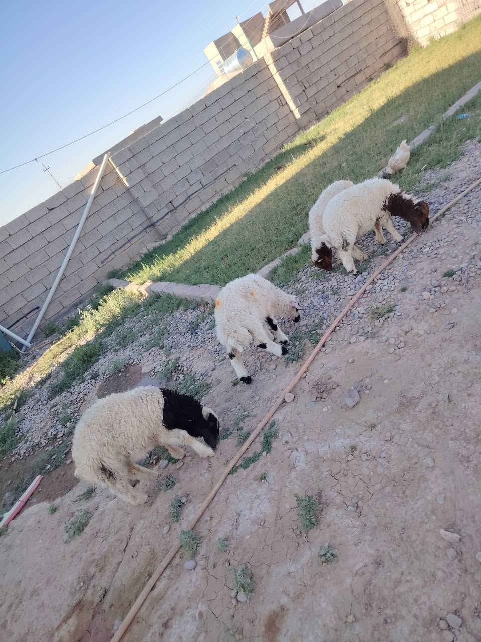 السلام عليكم ورحمة الله وبركاته
طليان للبيع العدد ٤
شرط ناصحات ونشطات فول
خشنات يرهمن ربط
سعر الجوز ٤٨٠
العنوان الشرگاط اسديرة وسطى ***********
