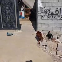 حي بدر • بيت ١٠٠م • مفروش