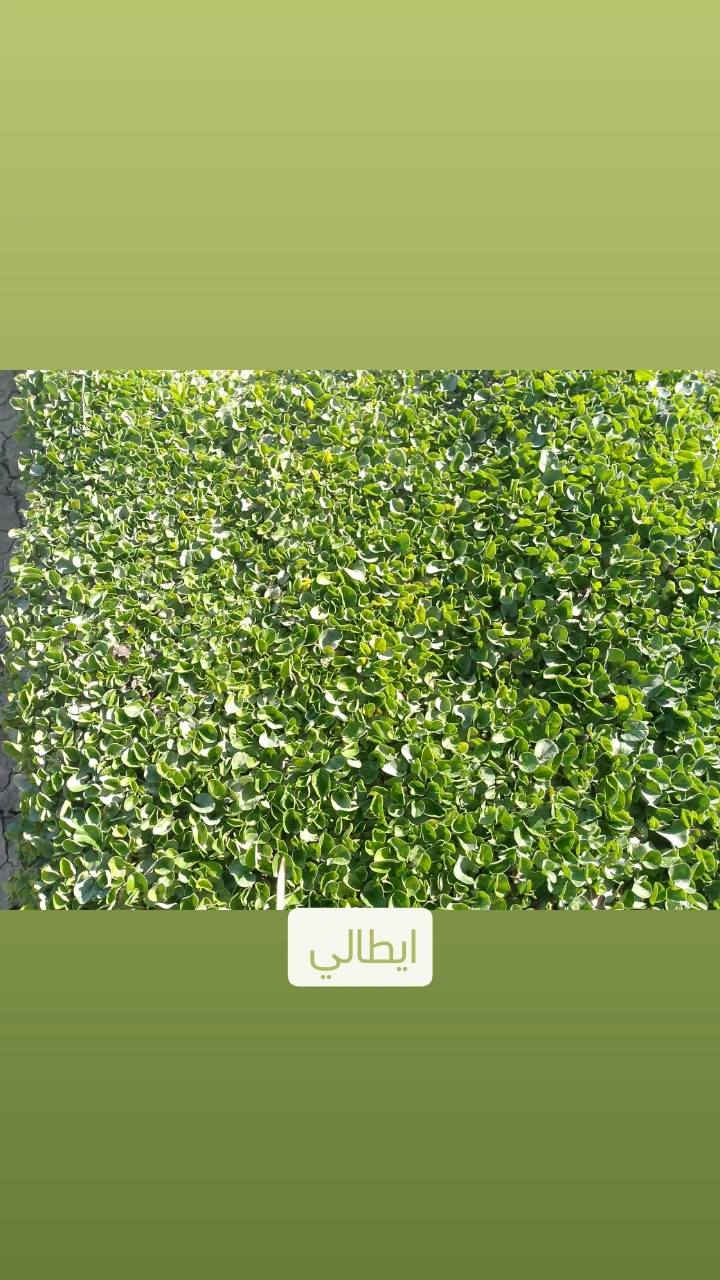 العين لتجهيز كافة انواع الثيل الطبيعي 🌿🌱
 نقدم لكم افضل انوع الثيل الطبيعي عالي الجوده يتحمل كافه الظروف البيئية🌦️🌞
الانواع المتوفرة (هندي - فرنسي - ايطالي )
#مستعدون لتجهيز وفرش الحدائق🏡 ودوائر الدولة🏡والمنازل🏡
و تجهيز الملاعب🏟️ والمنتزهات بانسب الاسعار مع #ضمان الجودة العالية في العمل👷
مع خدمة التوصيل كافة المحافظات 
#الاسعار 💵💸 تختلف حسب الكمية 
 التواصل مع الصفحة عن طريق ارسال رسالة على الوتساب او الاتصال
‏‪***********‬‏
‏‪***********‬‏
#العراق #بغداد
