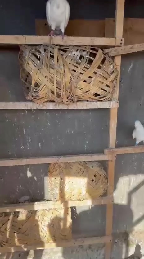 سلافر للبيع الزوج ٢٠ الف
بغداد للامين الثانية ***********
