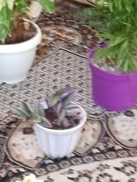 نباتات منزلية • ديكور بيت • راحة نفسية