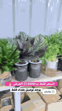 ‏زبائنً الكرام متوفر  من مشتل الفهد كل نباتات الداخليه وعروض تلفيش🔥🪴  ...
