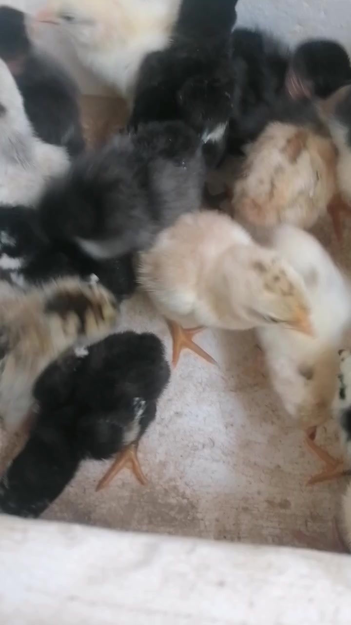 اللهم صلي على محمد وآل محمد
اي واحد عنده بيض يريد يفقسه  يتفضل خاص او واتساب *********** مكاني طارميه فقاساتي جيموكه افضل فقاسه بل سوك نسبت تفقيسها 100٪100 شوف تفقيسهن بعينك إذا بيضك قديم لا تجيبه وذا ما متئكد منه مخصب لا تجيبه لين ما اتحمل مسئوليته الدفع عند تسليم البيض يعني مو وره التفقيس
الي يحب يفقس يتفضل حياه الله
الله يرزق الجميع ❤️🌹
