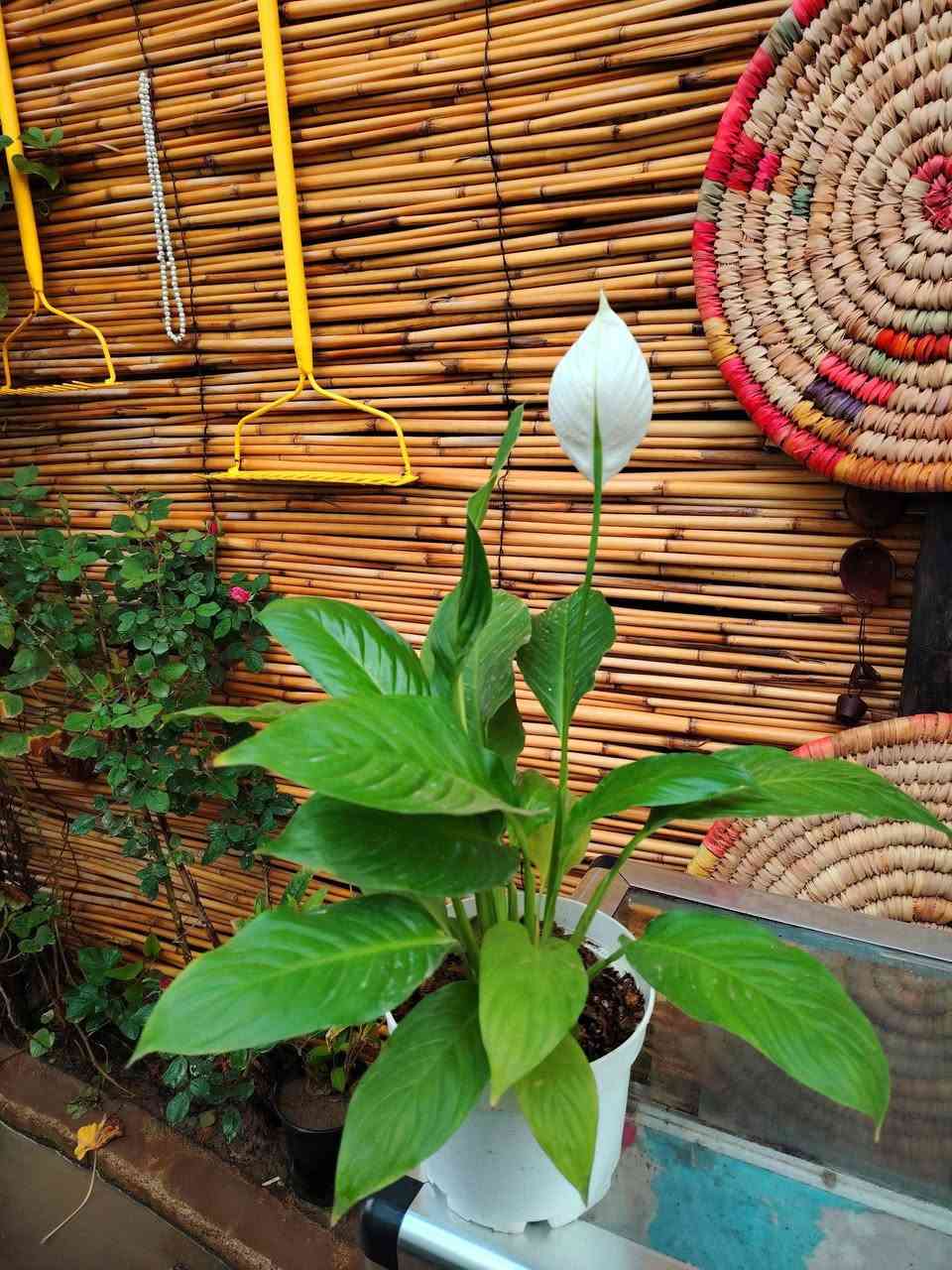 🌿نبات الشراع🌿
🪴🪴🪴🪴🪴
من اجمل و أقوى النباتات الضلية المتوفرة لدينا، نبات سهل العناية سريع النمو
يتكاثر عن طريق الفسائل،
يصلح نبات مائي ♻️
السعر ١٢،٠٠٠ الف فقط 💥
يوجد خدمة توصيل داخل الكوت فقط 🚕


**إذا كنت صاحب هذا الإعلان وتريد حذفه لأي سبب، رجاءا أرسل رسالة إلى الدعم الفني**