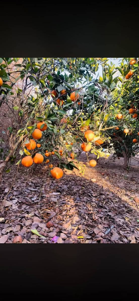 للبيع بيت الاحلام 🏡 مع مزرعه وبستان 🌳🌴

مساحه البيت: 1000متر 

مساحه البستان والمزرعه 3 دونم 
البستان يحتوي ع 120 شجره برتقال 🌳
ويحتوي ع 30 شجره 🌳 رمان 
ويحتوي ع 10 شجرات رمان 
ويحتوي ع 10 شجرات رمان 
ويحتوي ع 10 شجرات نخيل التمر 🌴

يتكون البيت من
غرف عدد 4 
مساحة الغرف 5×5

استقبال 5×8
صاله 4.5×16
مطبخ داخلي ومطبخ خارجي 
مع وجود مخزن مياه خارجي 
مع وجود طريق ماء من نهر الفرات مباشر 

🛑صنف الدار طابو زراعي 25 المشتري مباشر يتحول باسمه وينضاف اسمه بالسند

⭕موقع البيت والمزرعه في الانبار عامريه الفلوجه قرب جسر العناز المؤدي الى بغداد 

السعر 125 مليون وقابل للتفاوض للاستفسار اكثر الاتصال او مراسله الصفحه 

*********** اتصال او واتساب
