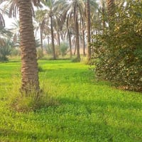 ٤٣دونم طابو سند ٢٥ فلاحه ملاجه السعر ٦٥مليون مع المجال البسيط العنوان ...