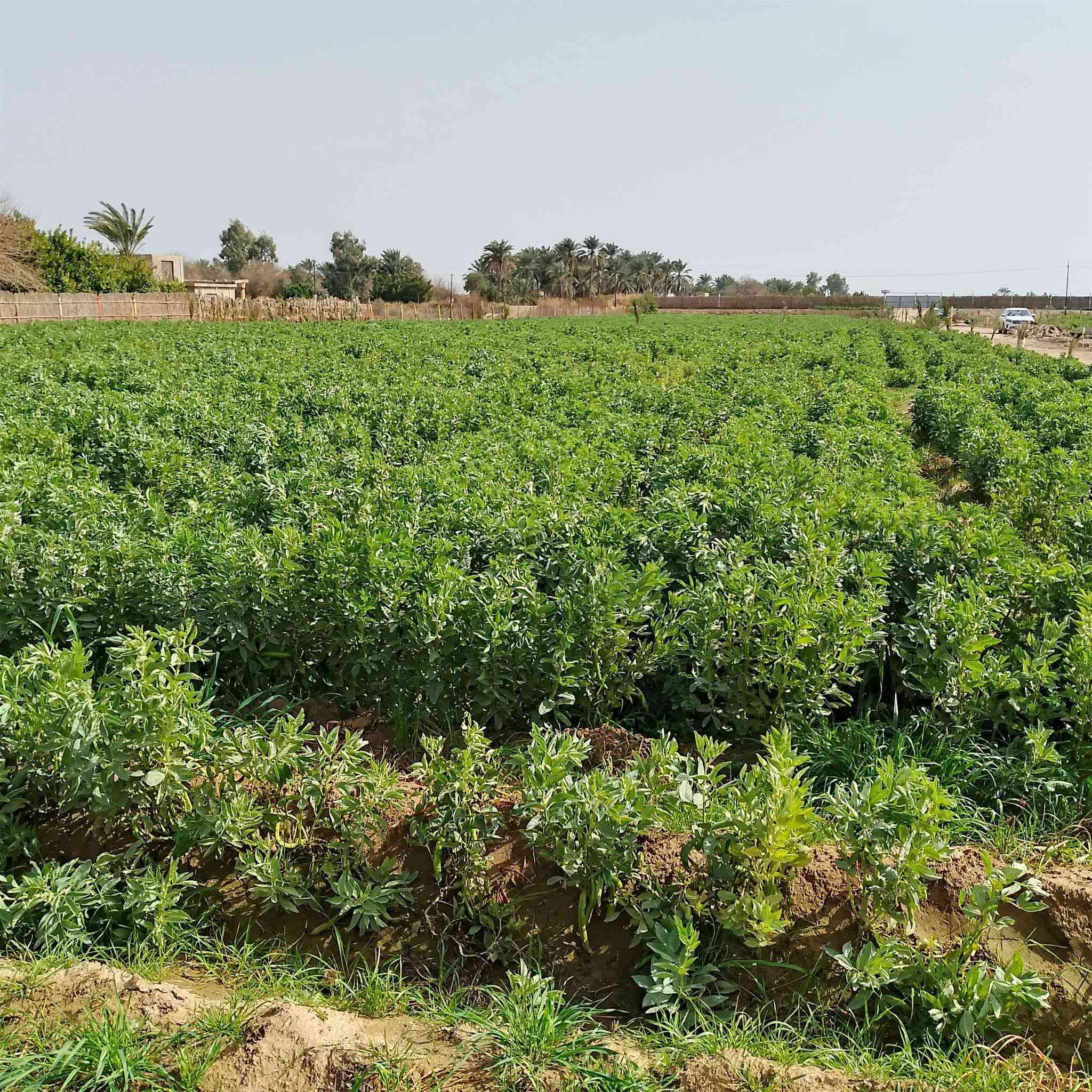 السلام عليكم أرض طابو سند 25شرط التحويل شاطيه المساحه 4دوانم مسيجه الوجه 45ونزال230 موقعها العزيزيه منطقة الدير  الشارع التبليط صدرها على التبليط ونهايتها الشط يعني ترهم سياحه وكلشي يعجبك بيها يصير موقع ممتاز يتوفر قربها مستوصف ومدارس واسالة ماء يعني كاملة الخدمات ***********#***********
