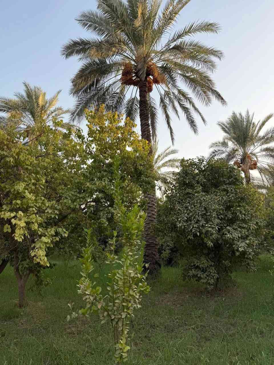 يعلن مكتب الوارث للعقار👇

عن بيع دونم..الواجهه 30 متر *النزال 85متر ✅

تحتوي على أصناف نخيل🌴وفواكه وحمضيات🌳🌳تصلح مشروع أستثماري ناجح من حيث الموقع والخدمات👍👍الموقع..بغداد..الراشديه..نهاية منطقة المراسمه✔️

جنس العقار ..سند 25 طابو زراعي✔️تحويل مباشر بأسم المشتري✅في طابو الزهور في الحسينيه👍

للأستفسار الأتصال بالرقم التالي  ***********📞📞 أبو أبراهيم
