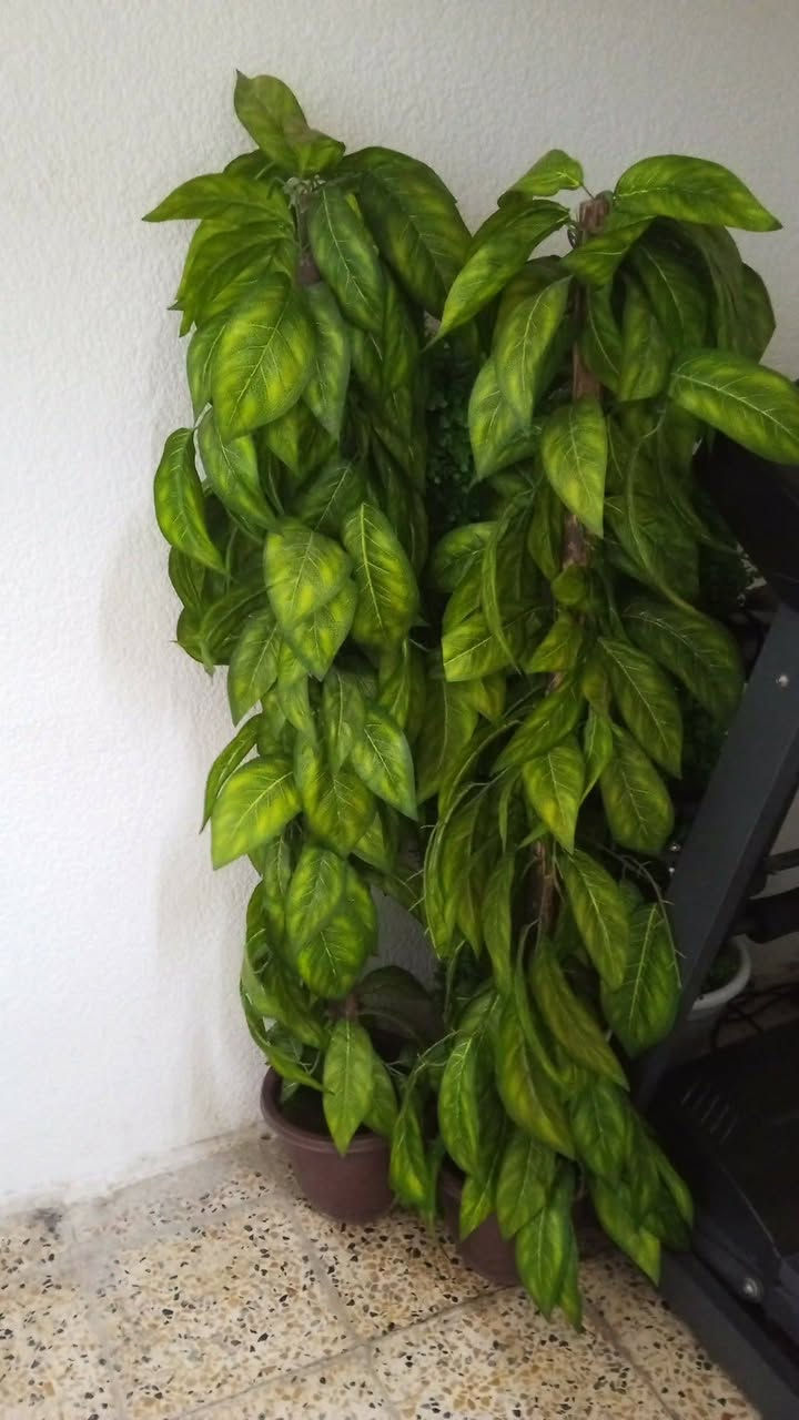 شجر اصطناعي عدد اثنين طول متر ونص سعرم 30 وبيهم مجال


**إذا كنت صاحب هذا الإعلان وتريد حذفه لأي سبب، رجاءا أرسل رسالة إلى الدعم الفني**