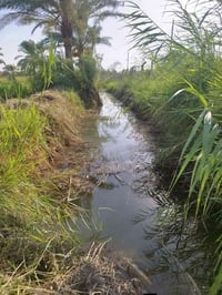 ارض للبيع 5 دونم طابو زراعي سند 25 مجاور النهر مباشر  سعر دونم 8 مليون...