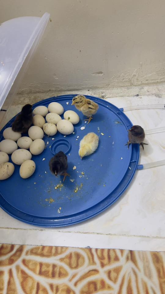 فقاسه للبيع 26بيضه طلعت منها وجبتين جبتها 95قيم بليرضه الله واخذها ***********
