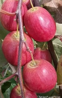 مشتل فدك • اشجار زينة ومثمرة • خصومات للكميات