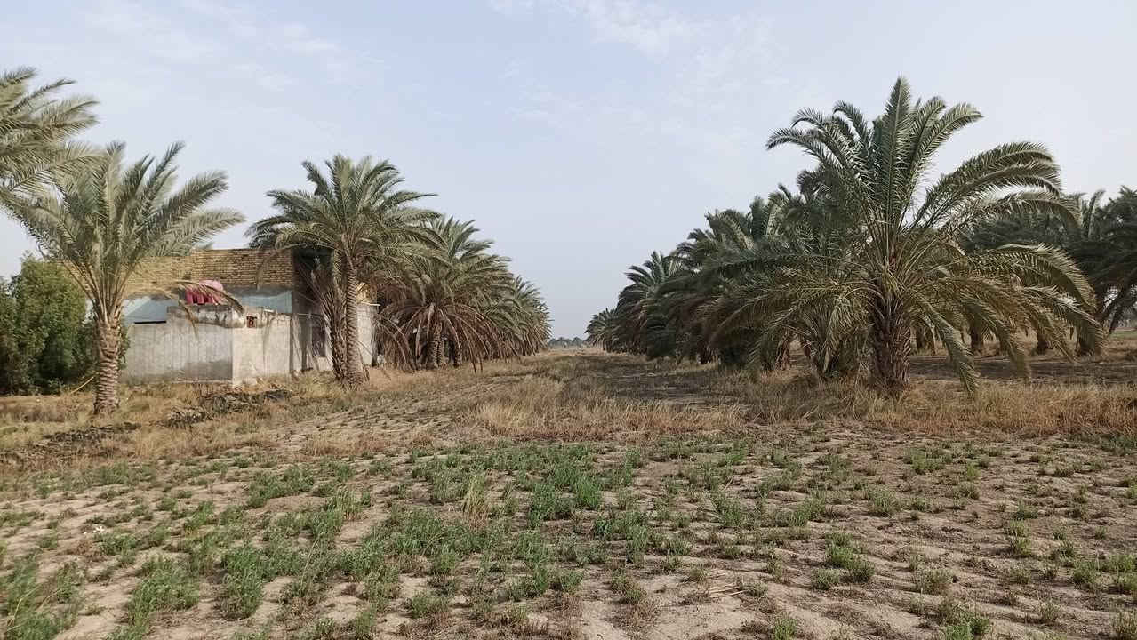 طريق ديوانيه دغارة الحولي 19 دونم للبيع كاملات وليس تقطيع ***********
