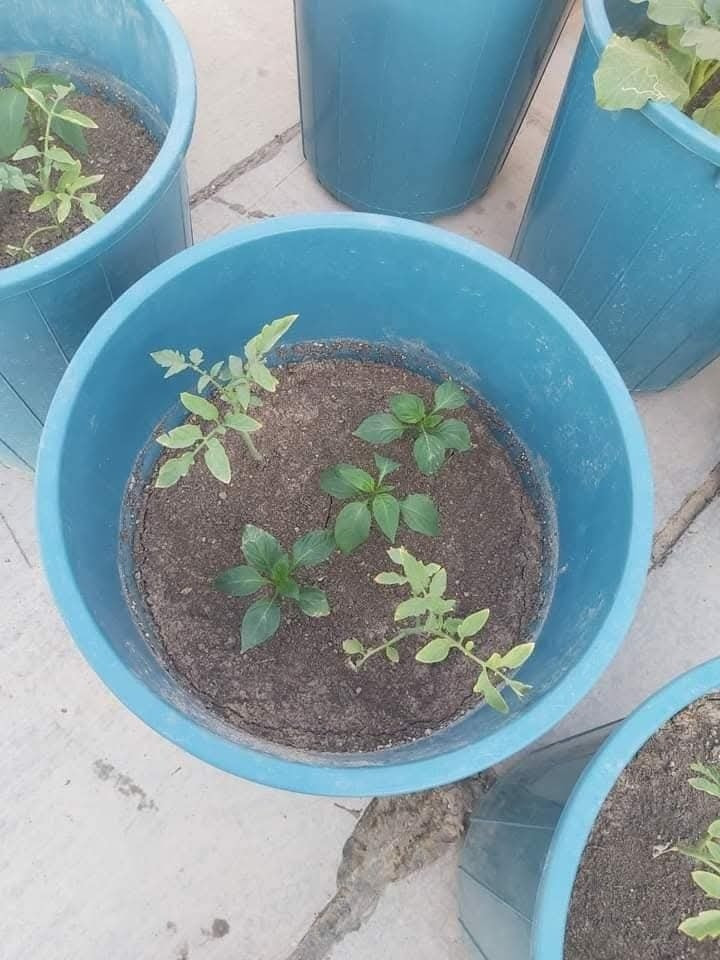 سنادين لزراعه فسائل النخيل والاشجار 
كل القياسات ونوعية ممتازة ومجربه 
للحجز كميات جملة فقط واسعار مناسبة جدا متوفر توصيل لكل المحافظات 
للاستفسار الاتصال على الرقم *********** /*********** او واتساب
