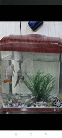 حوض سمك • سمكتين كبار • هيتر وماطور