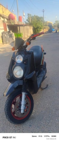 سكنس جبلي • كفول • معدل