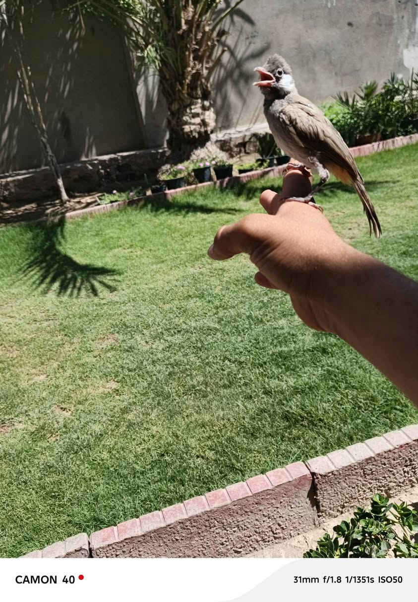 السلام عليكم شباب عندي هذا بيع بلبل ب
30,000 بصحه جيده واليف طينه


**إذا كنت صاحب هذا الإعلان وتريد حذفه لأي سبب، رجاءا أرسل رسالة إلى الدعم الفني**