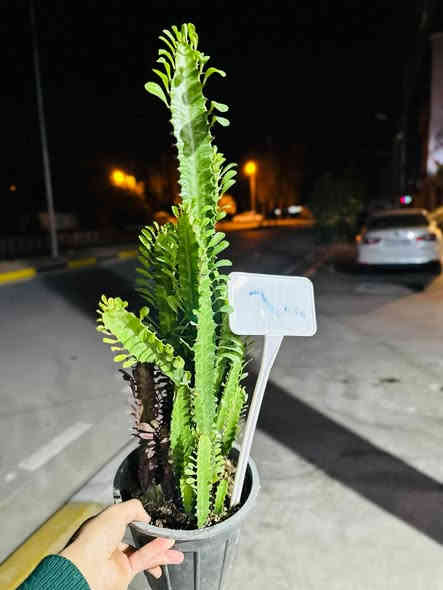 كلار ليوا ته نشت مزكوت بخاري 
***********
دووسايدي تازه كه ي. بخاري
