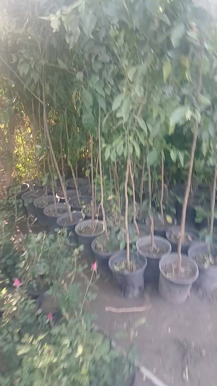 مشتل الزهور حي ميسان مقابيل مصرف الدم


**إذا كنت صاحب هذا الإعلان وتريد حذفه لأي سبب، رجاءا أرسل رسالة إلى الدعم الفني**