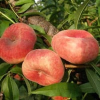 خوخ كعكي • راوه الانبار • توصيل