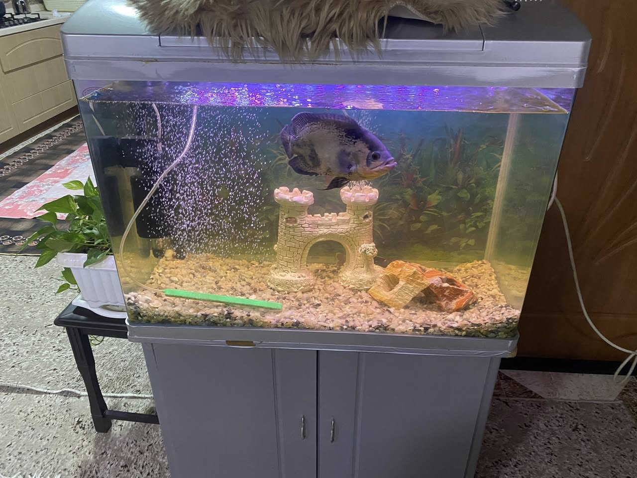 حةوزى ماسى قياسى كةورة دريزى ٨٣ سم و فلتةرى شةريكة و ليدى ٦٠ سم خوى لةكةلة و ميزى شةريكةى لةكةلة و كاملة


**إذا كنت صاحب هذا الإعلان وتريد حذفه لأي سبب، رجاءا أرسل رسالة إلى الدعم الفني**