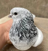 طيور شذاري • متاح