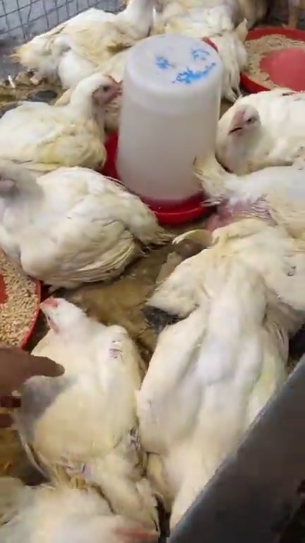 تاريخ ٢٣_٦
🐔  كيلو دجاج ٣٢٥٠  🔴
🍗 كيلو دجاج مقطع ٥٥٠٠
❌ توصيل محافظات ماكو 

📦 الأوزان متوفرة من ٢ كيلو لحد ٣ كيلوات ونص 

التوصيل المتوفر المسيب السدة الاسكندرية الحصوه المحاويل
———————-
🍗 أسعار الدجاج المقطع 🍗

🐔 كيلو صدر دجاج ٥٥٠٠
🍗 كيلو أفخاذ — ٥٥٠٠
🍗 كيلو أجنحة — ٥٥٠٠
🐓 كيلو رقاب — ٢٠٠٠
🍗 كيلو كبد صافي — ٥٠٠٠
🍗 كيلو كبد وحواصل (ممفتوحة) — ٤٠٠٠

━━━━━━━━━━━━━━

🏪 محلات أولاد هاشم
لبيع الدواجن الحي والمقطع

📍 بابل – المسيب
مدخل الجسر القديم

🚚 خدمة توصيل لجميع المناطق
📞 ***********

