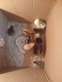 افراخ عرب • ١٠ افراخ • ملقحات