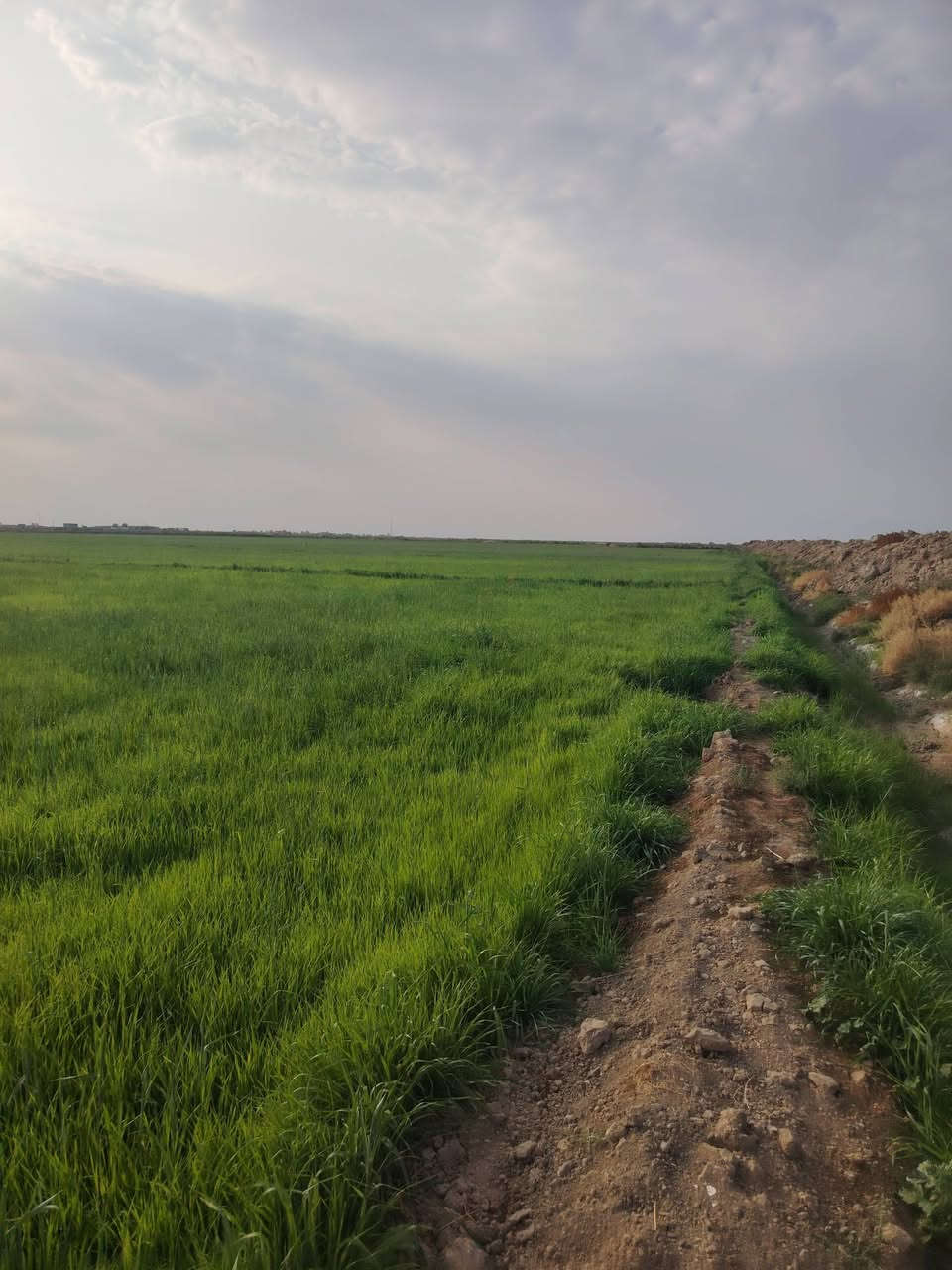 شروه البيع 41 دونم كله ضاربه نايمه كله مكانه طريق سيد أحمد رفاعي صيطرت العتول مايه ابيها وماطور هم شقله ماي الحلال هاي صورة قبل المطرة  التصال***********
