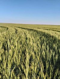 ٢٢٠ دونم • ٤ ابيار • الانبار
