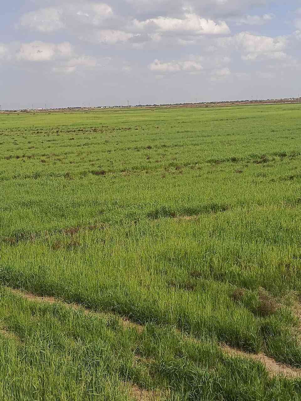 سلام علیکم  150 دونم سفح للبیع اسفح افلي  رقم الهاتف ‏‪***********‬‏
