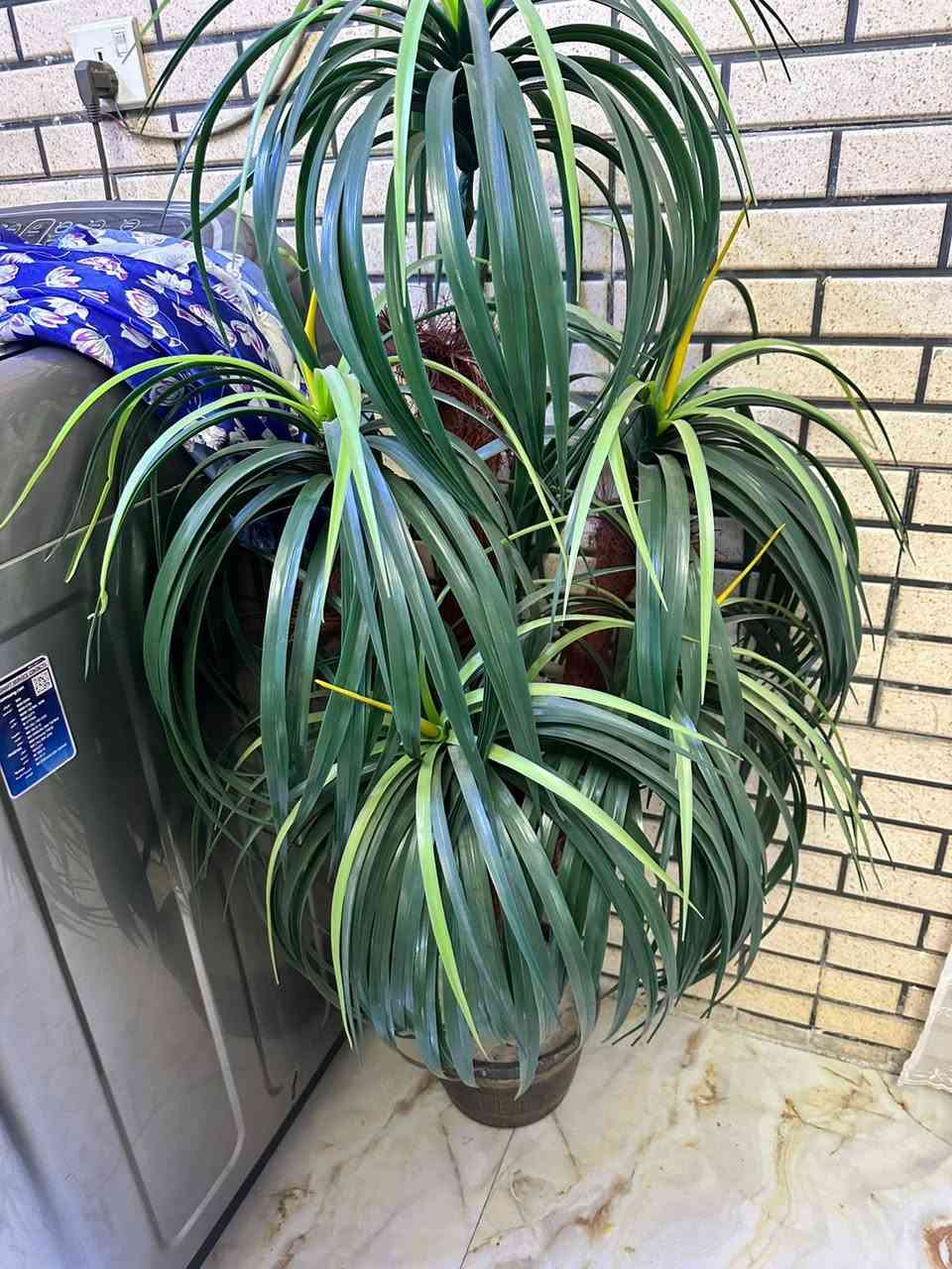 زوج أشجار السعر٣٠ الف


**إذا كنت صاحب هذا الإعلان وتريد حذفه لأي سبب، رجاءا أرسل رسالة إلى الدعم الفني**