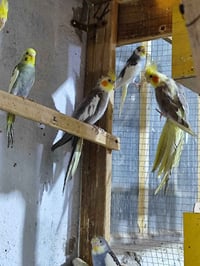 كوكتيل العدد 4 افحله سعر التك 25 الف شرط التلقيح و الانتاج عراقي  واتس...