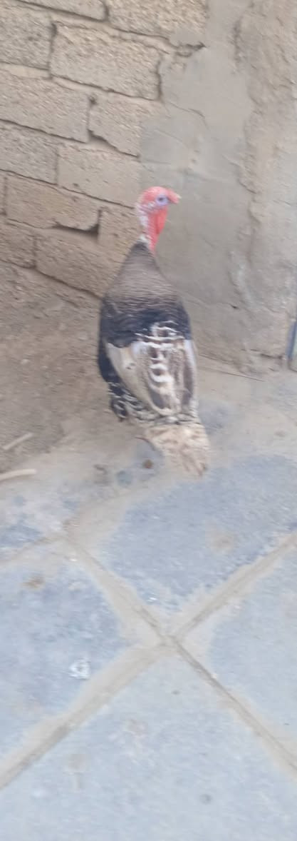 فسيفس للبيع السعر 70ألف ***********
