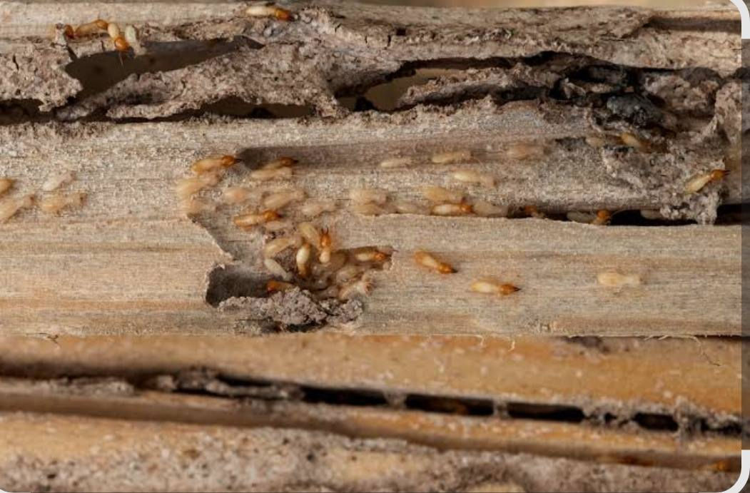 مكتب الفضلية لمكافحة الارضة المسماة النملة البيضاء بكادر مختص  باجهزة ومواد فايروسية ناقل العدوة امريكية المنتج ***********   علمآ عملنا جميع المحافضات  م̷ـــِْن فنادق ومجمعات سكنية وشقق وبيوت زراعية. اكثر الاسباب ظهور الارضه هي
1/رطوبة شديدة في فصل الصيف 
2/كثرة النفايات القريبة على المنزل 
3/عدم رش اساس المنزل بمادة فايروسية
4/استخدام المبيدات ذات نوعية سيئة المنشأ 
5/والمعالجة الخطأ وهي الكارثة الكبرى  معالجة المكان المصاب بالابر الطبية وغيرها 
6/استخدام ماده مهيجة الارضة وهي المادة العطرية الكلوردين نفط ومشتقاته بل كامل 
✅مع مكتب الفضلية للمعالجة الارظة.   بكادر مختص ذو خبرة عالية.  وبضمان 5.  سنوات 🌹
