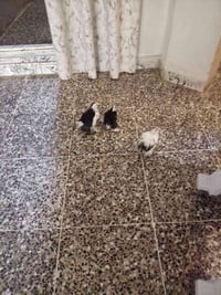 عدد ٣ كوشن خط اول بلاك موتد وبورسيلان ٧٥ الشعله ٠٧٧٠٢٩٩٢٣٤٦