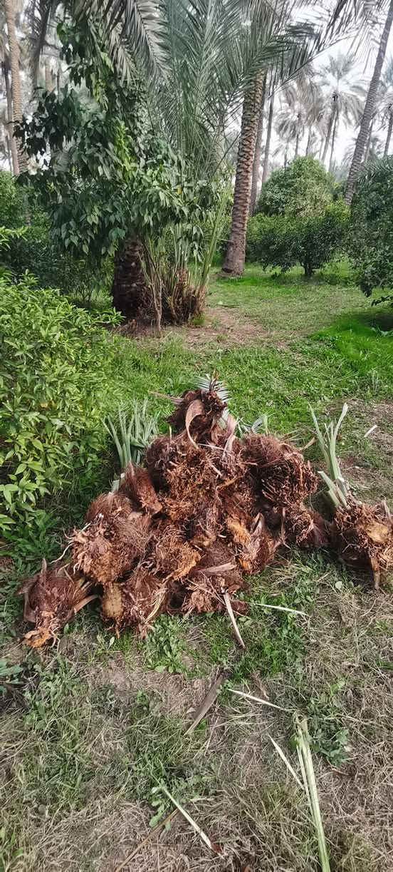 متــــــــوفر
فسائل عمراني الفسيل ب 20 الف مع القلع
فسائل خضراوي الفسيل ب 10 الاف مع القلع
فسائل زهدي الفسيل ب 5 الاف مع القلع
***********
اكرمو عمتكم النخلة 
هذا موسم زراعة النخيل ادعوكم لزراعة حدائقكم وبساتينكم الوقت جميل والايام تمر بنا سريعاً
