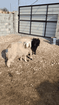 فطايم • توصيل مجاني • الانبار الريحانه