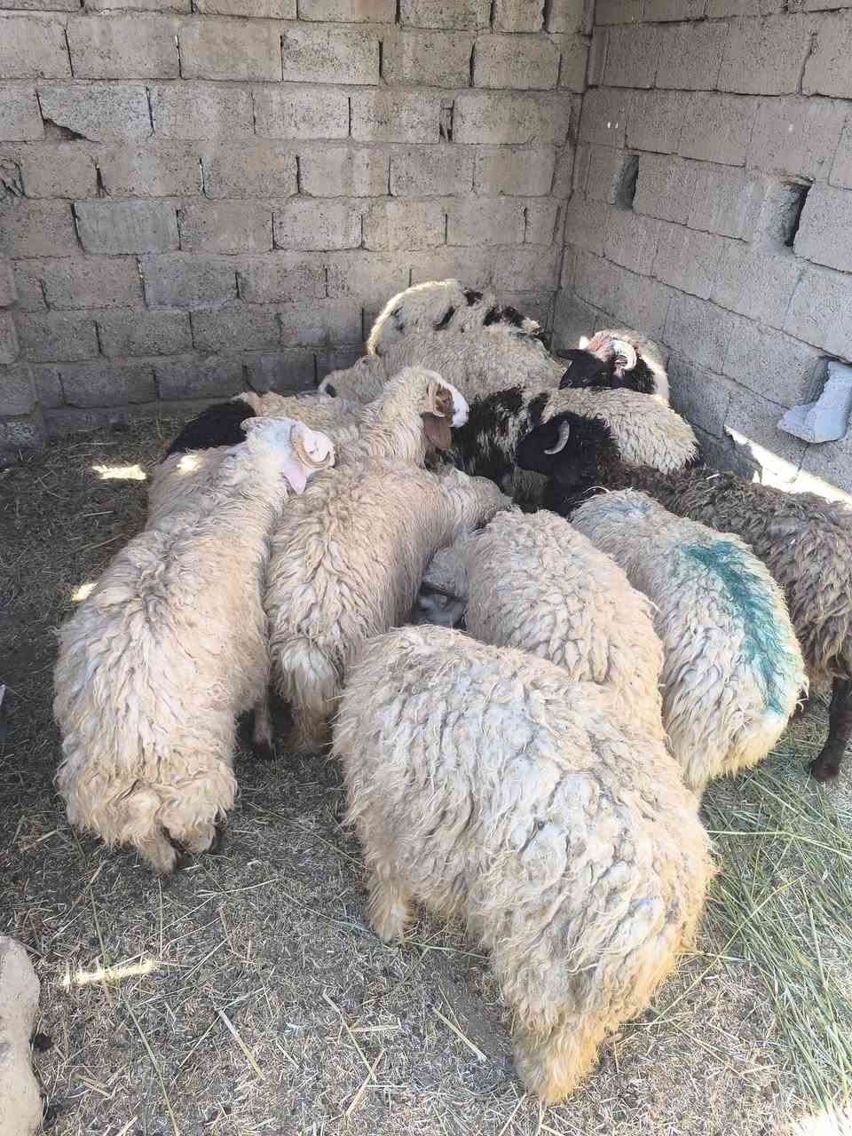 السلام عليكم طليان للبيع 12 طلي خشنات وراهمات طليان مال ربط حلال رقم واحد 
للبيع ويرهم مراوس بحلال 
اليريدهن لفيف واليريد مفرد كلشي يرهم 
***********
