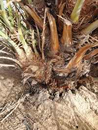 فسائل نخيل • خضراوي • زهدي