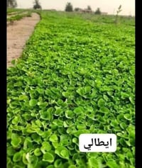 ثيل طبيعي • ثيل ديالى • ثيل هندي • ثيل فرنسي • ثيل ايطالي • زرع حدائق ...