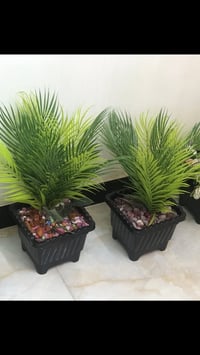 بغداد الشعب • طقم ٧