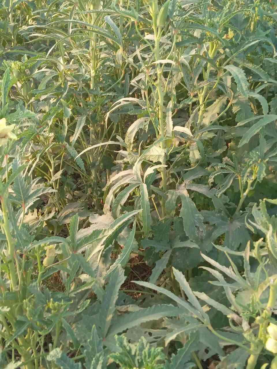 السلام عليكم  بذور بانيه للبيع  لهلوبه متعهده   
مكاني  بابل جبله حي الفرات***********
