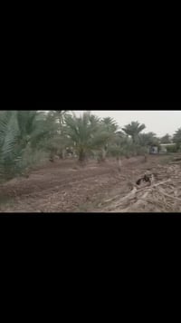 دونم ونص • طابو زراعي سند ٢٥ • كربلاء نهر سلام