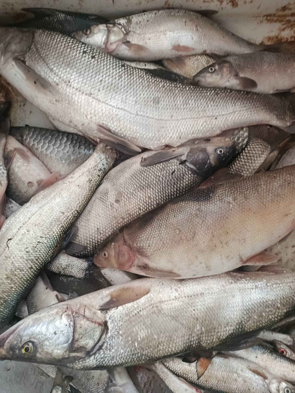 1- يتوفر جميع انواع السمك
 سمك مسكوف شرط حي
سعر الكيلو معا الشوي
 7000
2- دجاج عل فحم وزن 1300 سعر الدجاجه/7000 
سمك ناعم سعر الكيلو 1500 الف
زابي خشن/ 3500 الف
معا خدمة توصيل 
3-جري نهري شرط الكيلو ب4000
شبوط نهري سعر الكيلو 7500
/*********** اتصل وتدلل
العنوان بل قرب من جسر الشهداء
