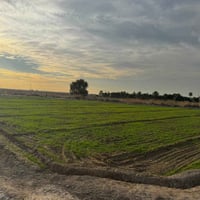 ارض زراعيه • ٦٢٥٠م • بابل محاويل