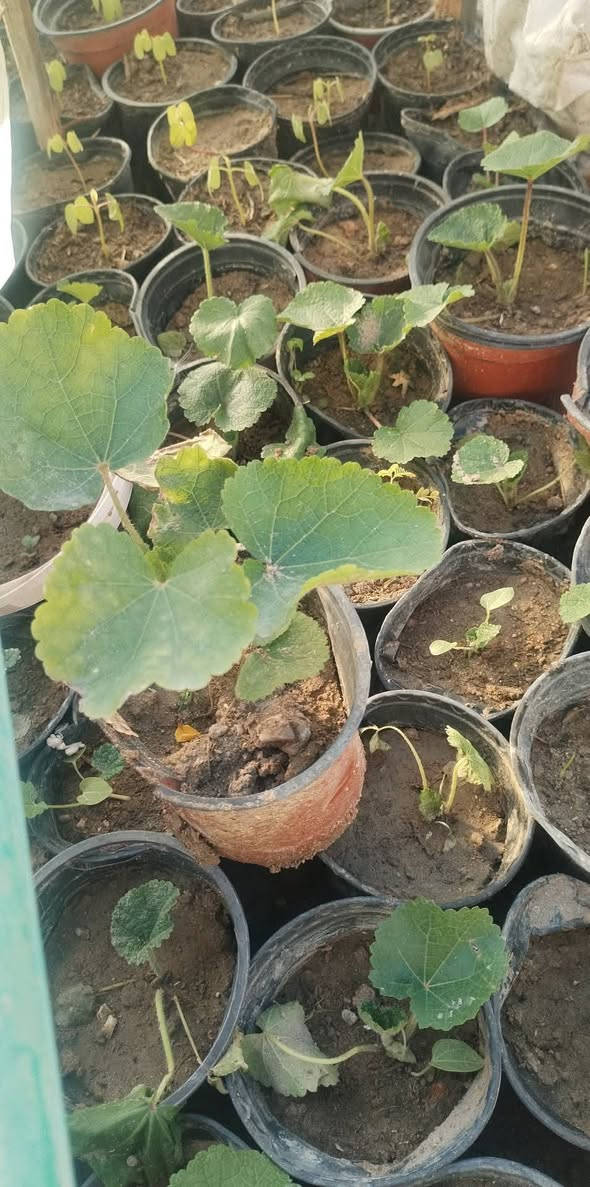 متاح لدينا شتلات نبات ورد الختميه لطلب والحجز واتساب *********** السماوه أو
مراسلة الصفحه يوجد خدمة توصيل طلبات داخل السماوه لباب البيت
